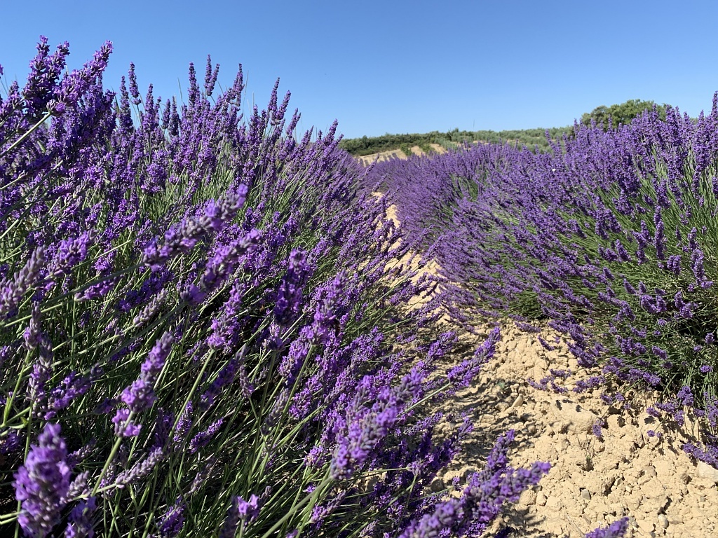 Lavendel in der Provence