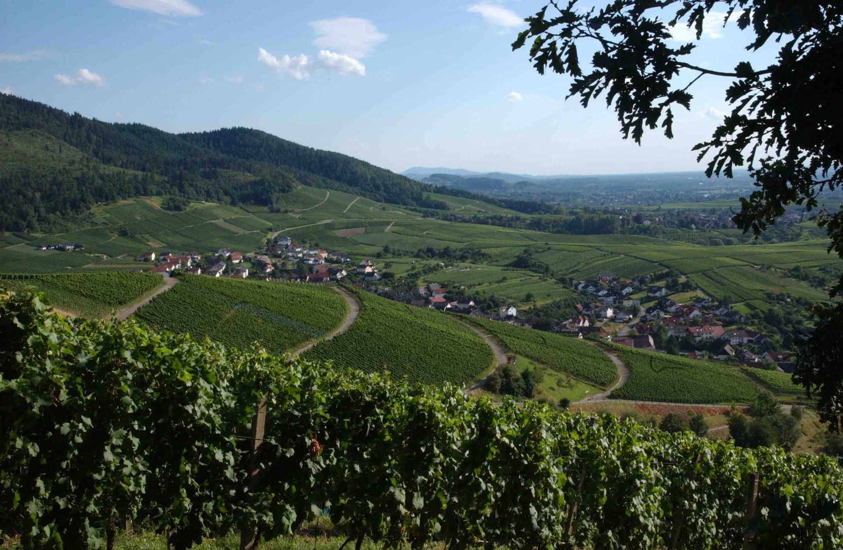 Urlaub in den Weinbergen