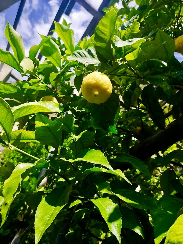 limoniana