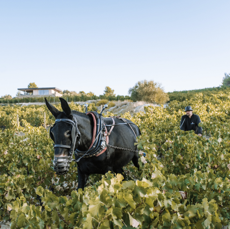 Weinverkostung im Languedoc auf unserer  4 tägigen Genussreise in Okzitanien!