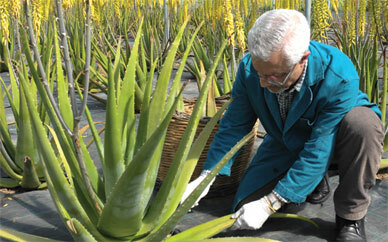 Aloe Vera Hotel in Italien