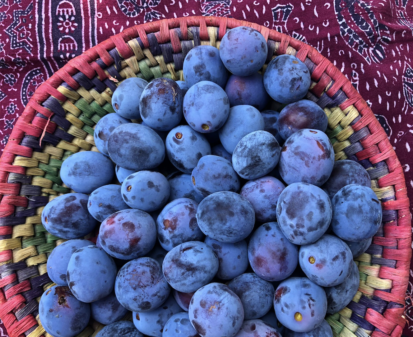 August schreit förmlich nach einem Blech Zwetschgenkuchen! Hier geht es zu unserem leichten Zwetschgenkuchen Rezept mit Fingerschleck Garantie!