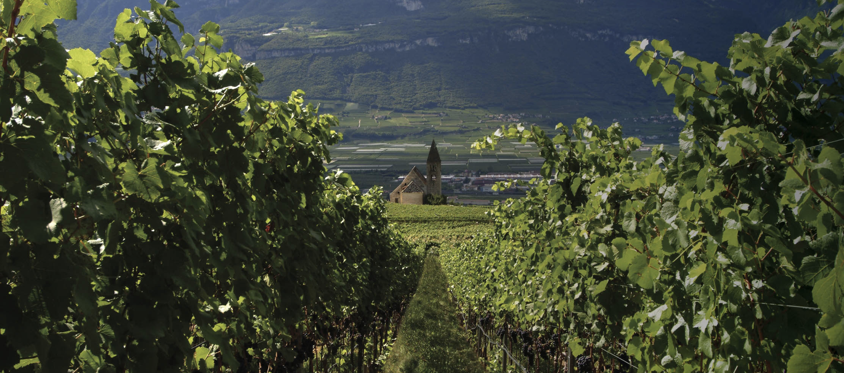 Weinverkostung Südtirol - Weinkellerei Franz Haas
