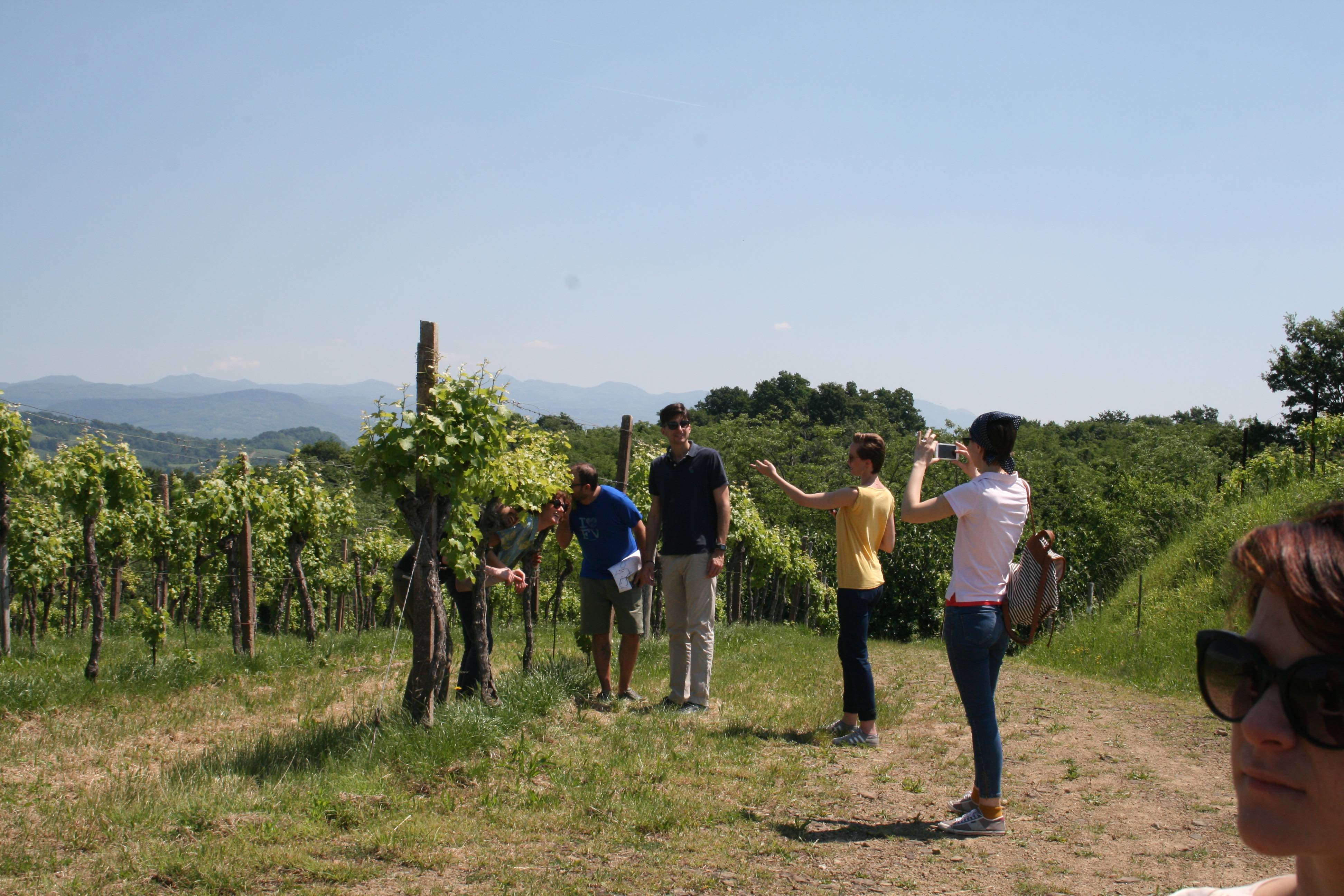Weinreise Friaul buchen