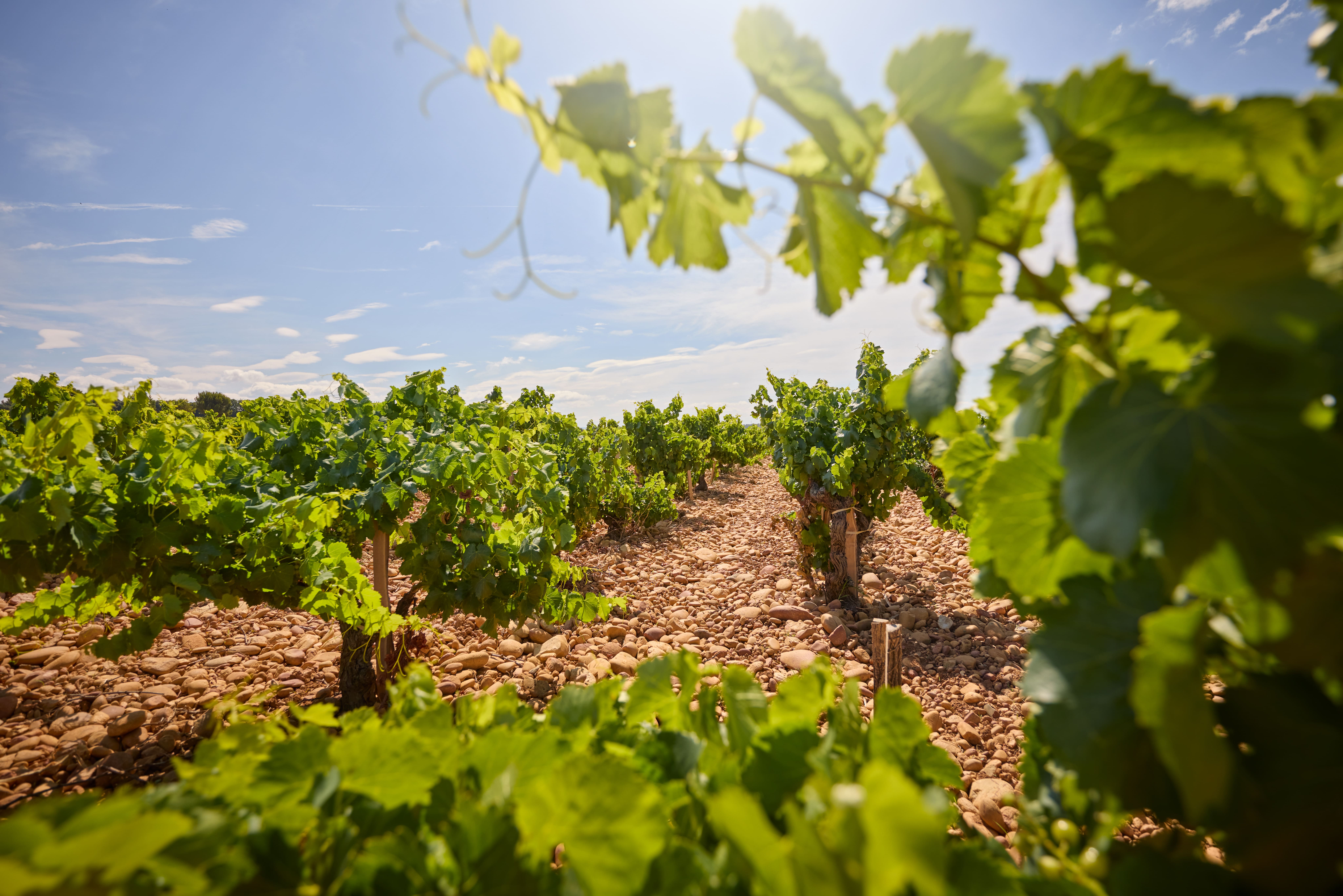 Bio-Wein Chateuneuf du Pape