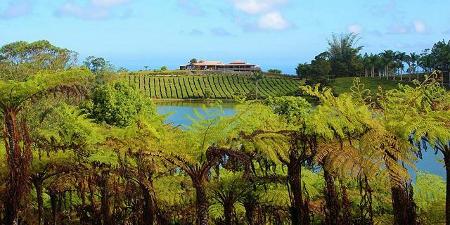 Bois Cheri Mauritius Teetour