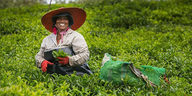Teeplantage Mauritius Besuch