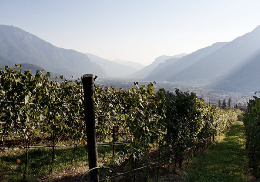 Reisetipp Trentino - Weingut Foradori Reisetipp Trentino - Weingut Foradori