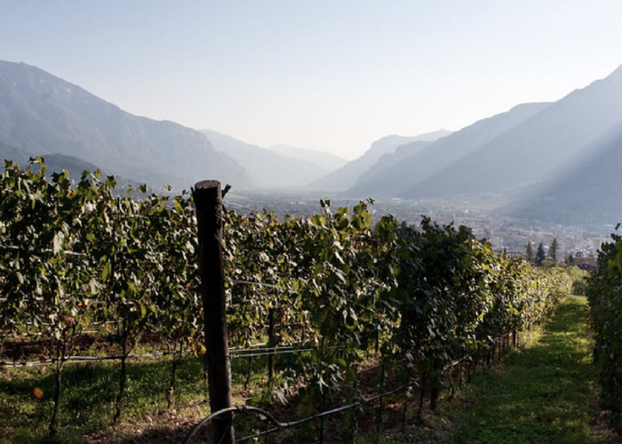  Reisetipp Trentino - Weingut Foradori