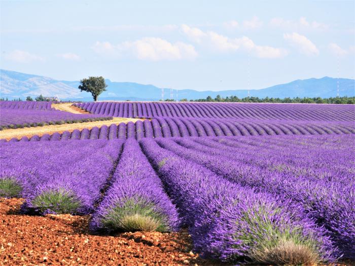 Provence Rundreise bis ins Languedoc für Genießer 