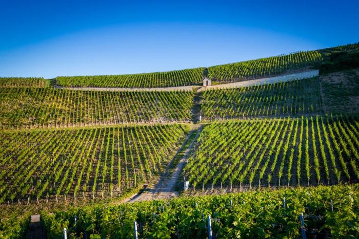 Chablis Weinreise Chablis Weinreise