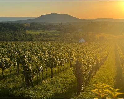 Kurzreise Plattensee - genussvoller Kurzurlaub direkt auf dem Weinberg