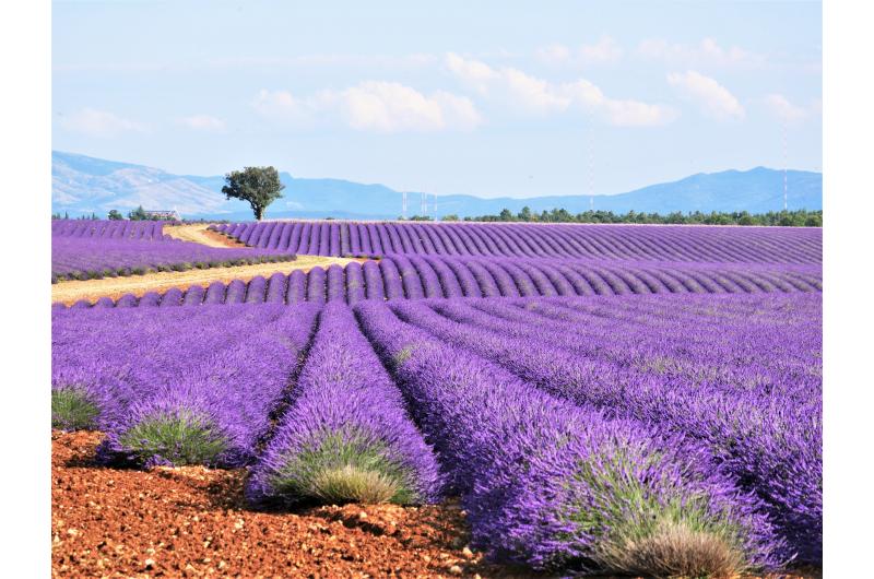 Provence Rundreise bis ins Languedoc für Genießer 