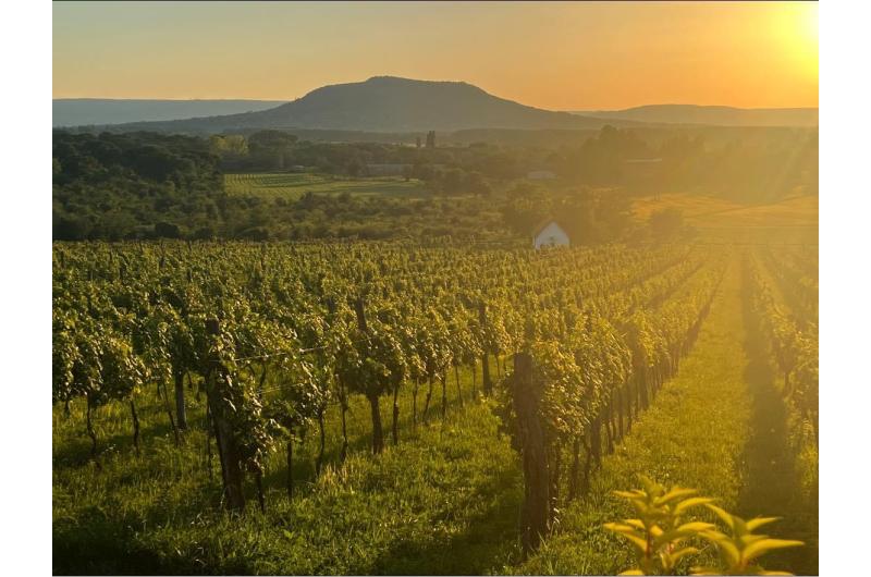 Kurzreise Plattensee - genussvoller Kurzurlaub direkt auf dem Weinberg