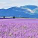 Provence Rundreise bis ins Languedoc für Genießer 