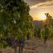 Gruppenreise Katalonien mit Priorat, Costa Durada und Costa Blanca