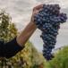Piemont Rundreise: Turin, die Langhe und Monferrato für Selbstfahrer
