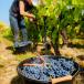 Champagne Gruppenreise für Genießer und Weinliebhaber