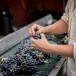 Ferien beim Winzer Provence