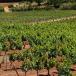 Ferienhaus im Weingut Provence
