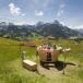 Käsefounde und Wandern in der Schweiz
