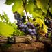 Übernachten Weingut Frankreich