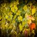 Weinreise Frankreich