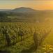 WEINREISE IN UNGARN: kulinarische Gruppenreise von Budapest, über Eger, Tokaj bis Badacsony