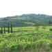 WEINREISE INS FRIAUL: ÜBERNACHTEN AUF DEM WEINGUT TENUTA LUISA