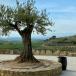 Gruppenreise Wein- und Kulturliebhaber im Baskenland und im Rioja