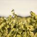 Weinliebhaber Tipps Burgund