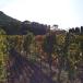 Übernachten Weingut Frankreich
