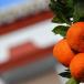 Eine Kulinarische Andalusien Reisen neun Tagen. Verkosten Sie Tapas, Vino und Sherry und besuchen Sie einen Jamin Erzeuger!