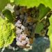 WEINREISE IN UNGARN: kulinarische Gruppenreise von Budapest, über Eger, Tokaj bis Badacsony