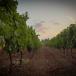Urlaub Weingut Frankreich