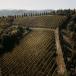URLAUB BEIM WINZER AUF DEM BIO-WEINGUT: Gourmet-Menüs, Wein- und Balsamico-Verkostung in der Emilia Romagna