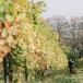 urlaub mit Weinlese auf dem Weingut beim Winzer