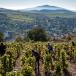 WEINREISE IN UNGARN: kulinarische Gruppenreise von Budapest, über Eger, Tokaj bis Badacsony