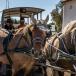 Vive La France! Genussurlaub in der Camargue: Jeep-Safari, Genießer-Menüs und endlose Strände