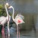 Vive La France! Genussurlaub in der Camargue: Jeep-Safari, Genießer-Menüs und endlose Strände