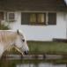 Vive La France! Genussurlaub in der Camargue: Jeep-Safari, Genießer-Menüs und endlose Strände