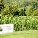 REISEN MIT GOLF UND WEIN: Weingenuss und Golf im Weinhotel Heitlinger Hof