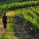 Weinreise Prosecco