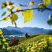 Gruppenreise Verona, Padua und Südtirol 