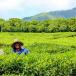 Magische Mauritius Rundreise mit dem Mietwagen